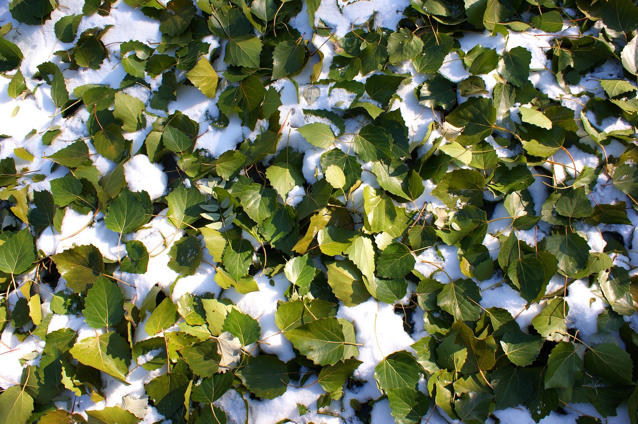 the first snow defoliation green leaf free photo