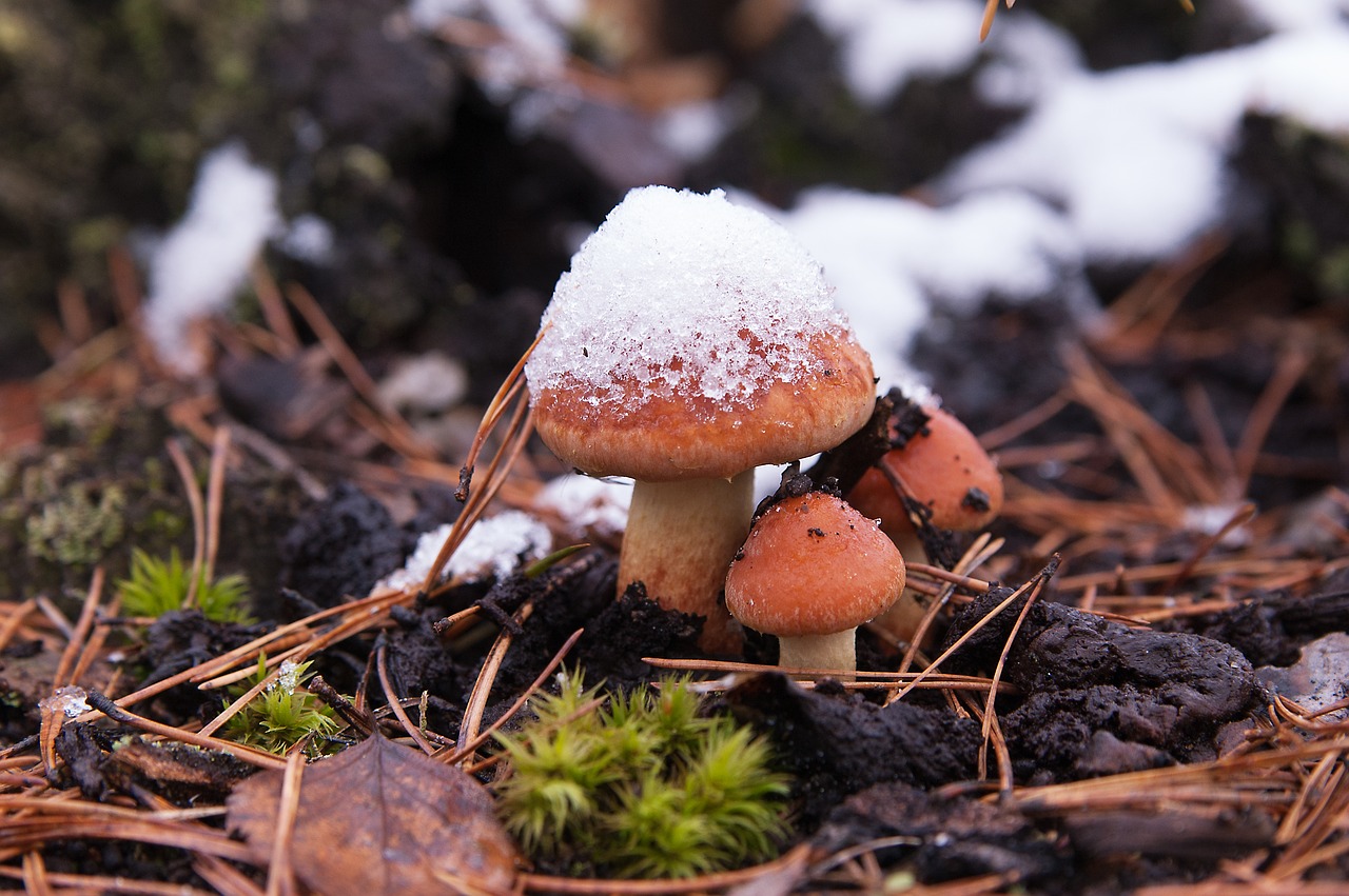 the first snow mushrooms nature free photo
