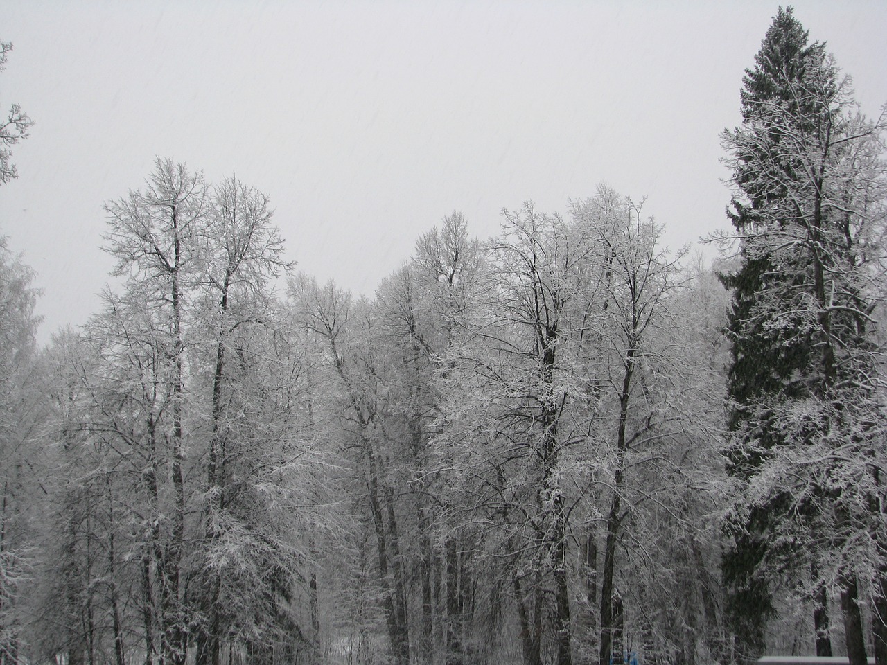 the first snow the beginning of winter forest free photo
