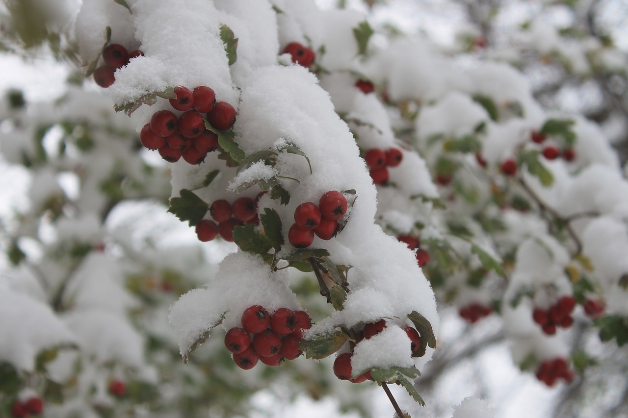 the first snow  freezing  berry free photo