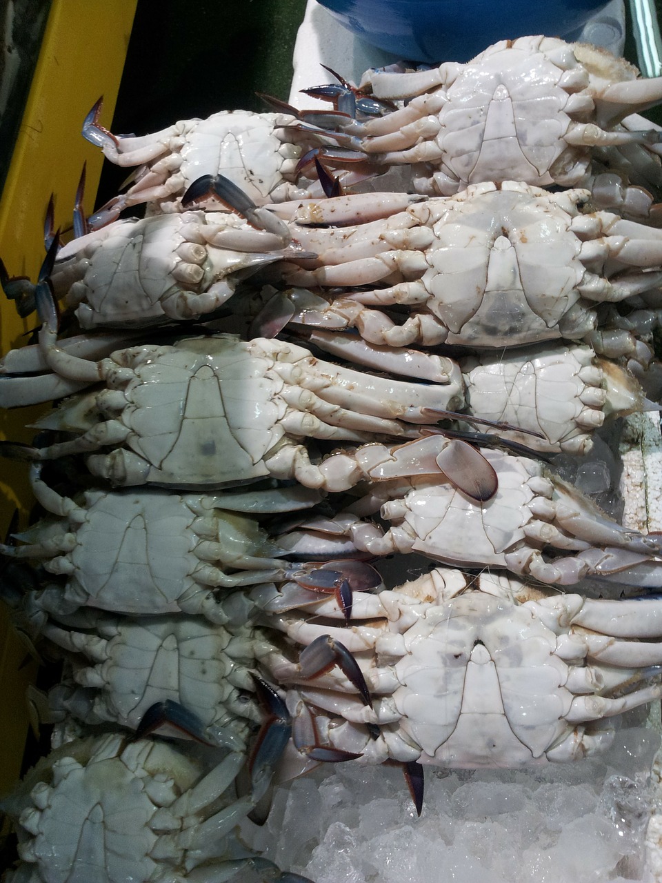 the fish market blue crab fish free photo