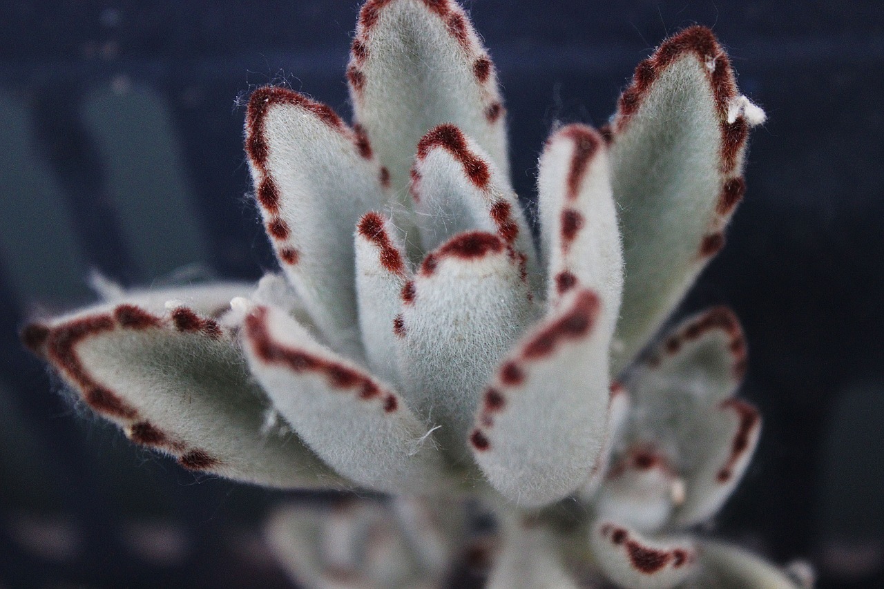 the fleshy white grey succulent plants free photo