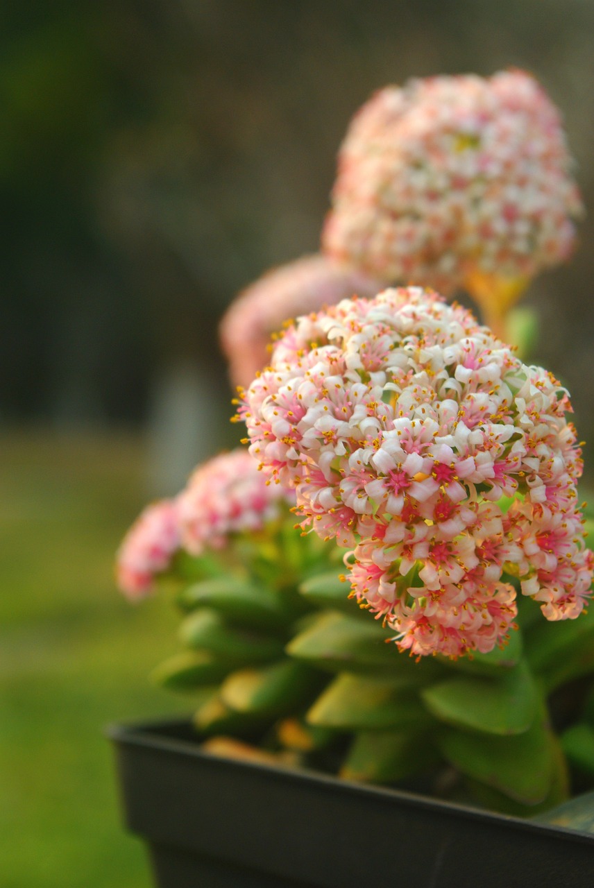 the fleshy plant potted plants free photo