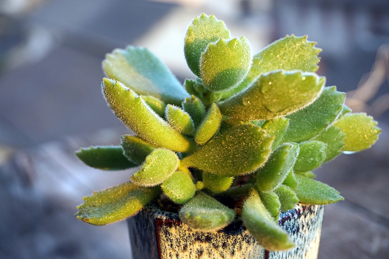 the fleshy plant bear boy free photo