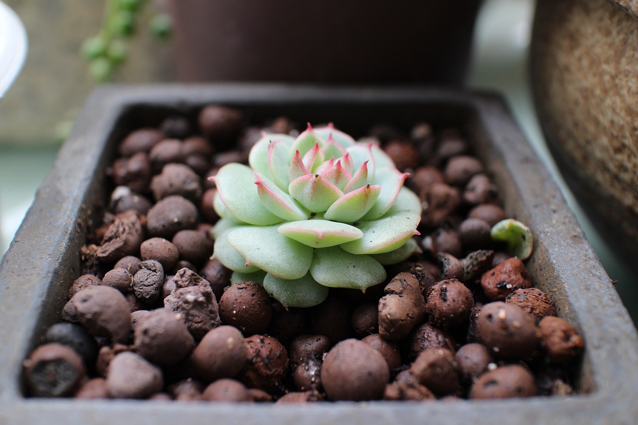 the fleshy spring potted plants free photo