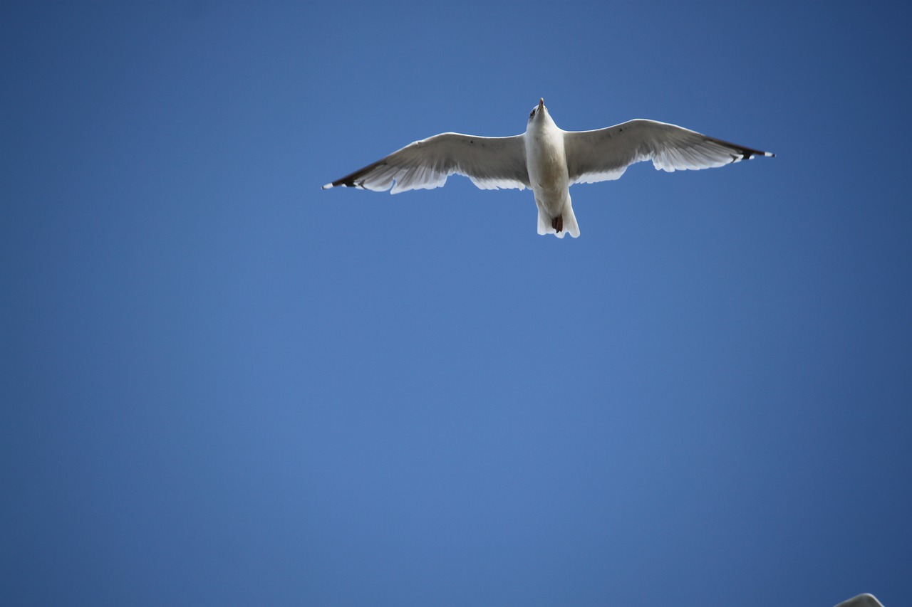 the flight of a bird seagull wings free photo