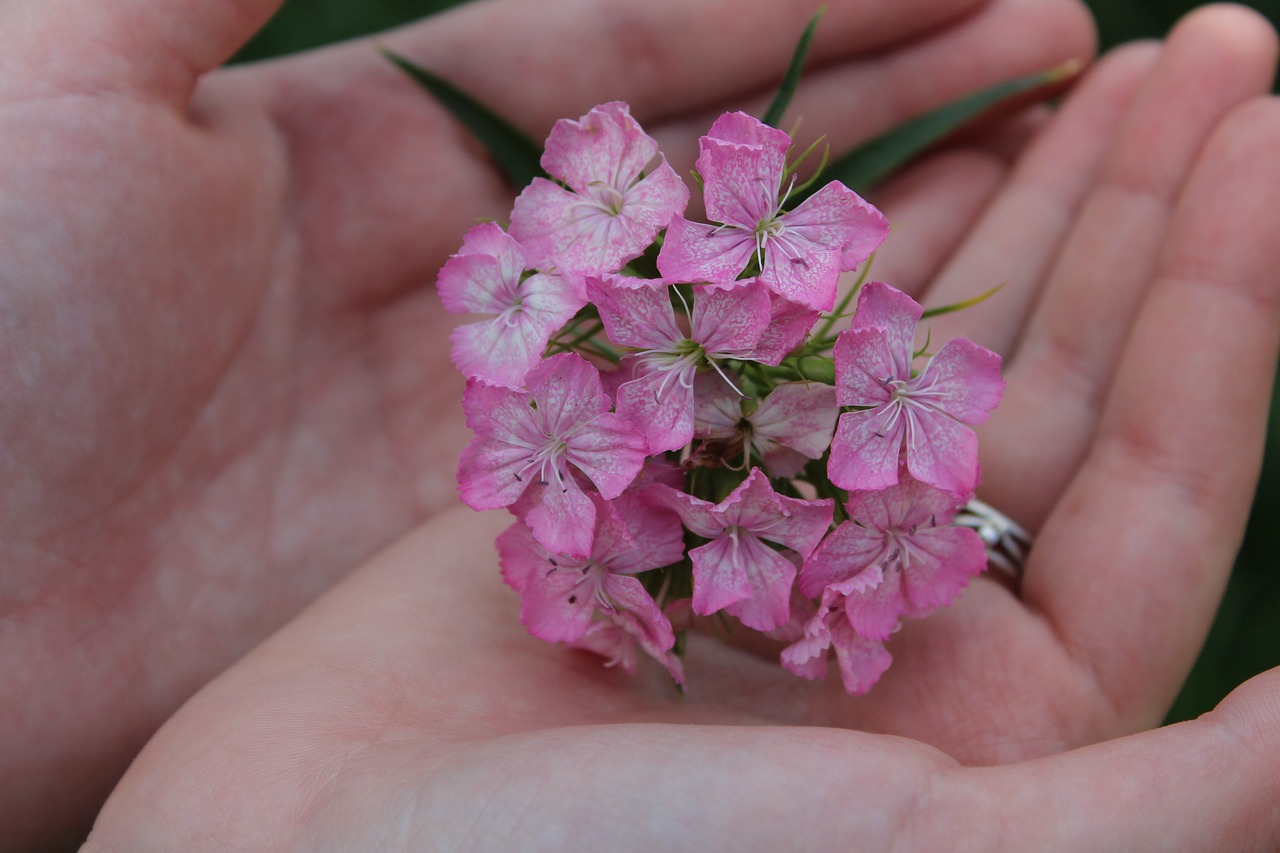 the flower on the palm of your hand pink flower minor cereals free photo