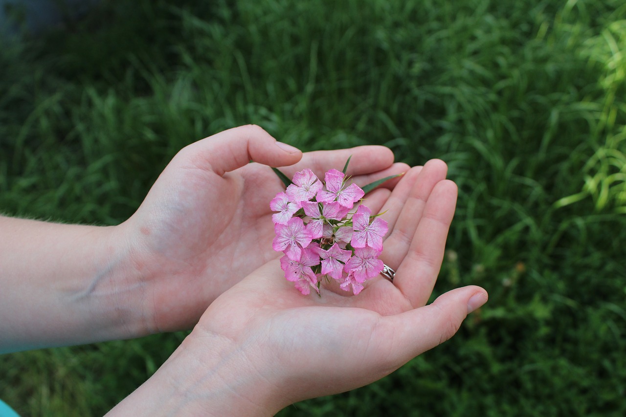the flower on the palm of your hand pink flower minor cereals free photo