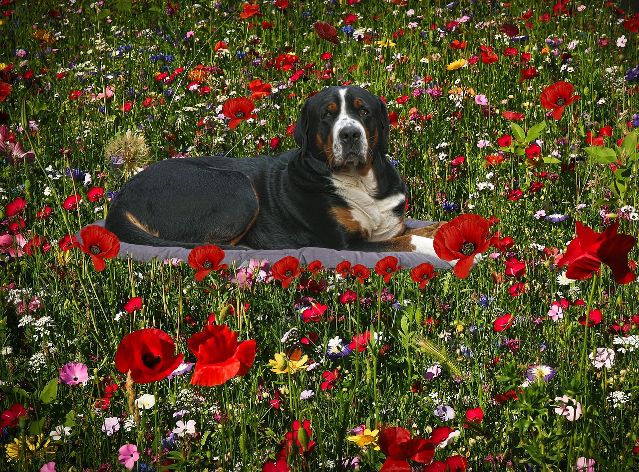 the flowers  flowers  dog free photo