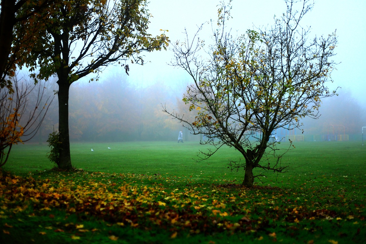 the fog autumn tree free photo
