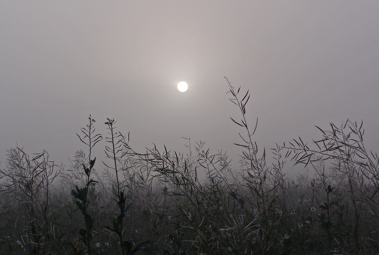 the fog grass the sun free photo