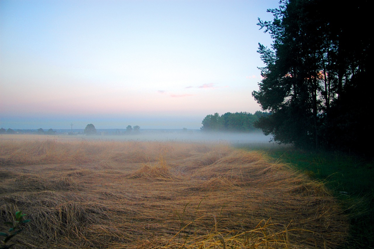 the fog field meadow free photo