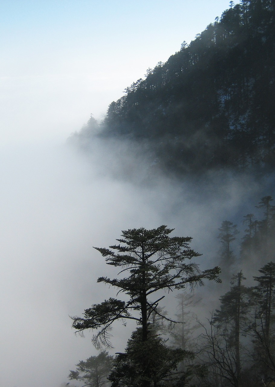 the fog pine tree cold free photo