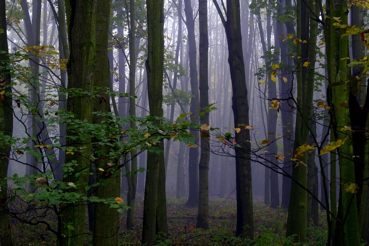 the fog forest tree free photo