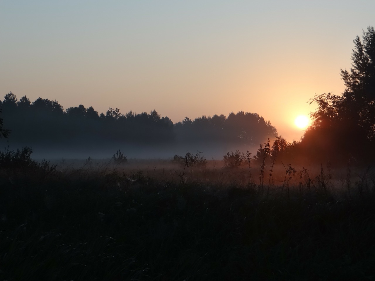 the fog meadow morning free photo