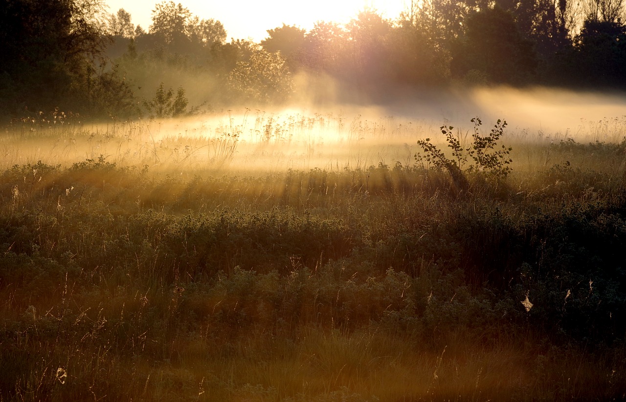 the fog sunrise the rays free photo