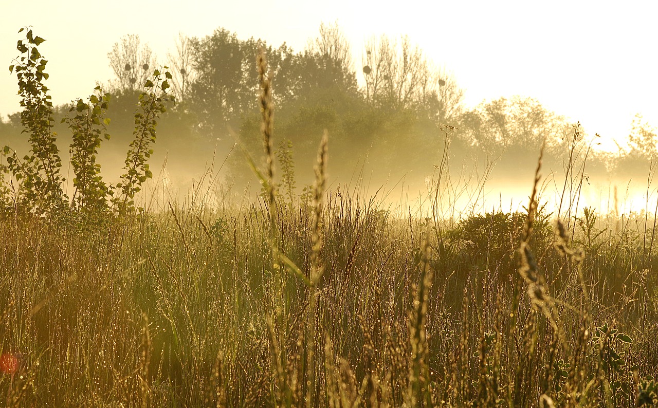 the fog dawn grass free photo