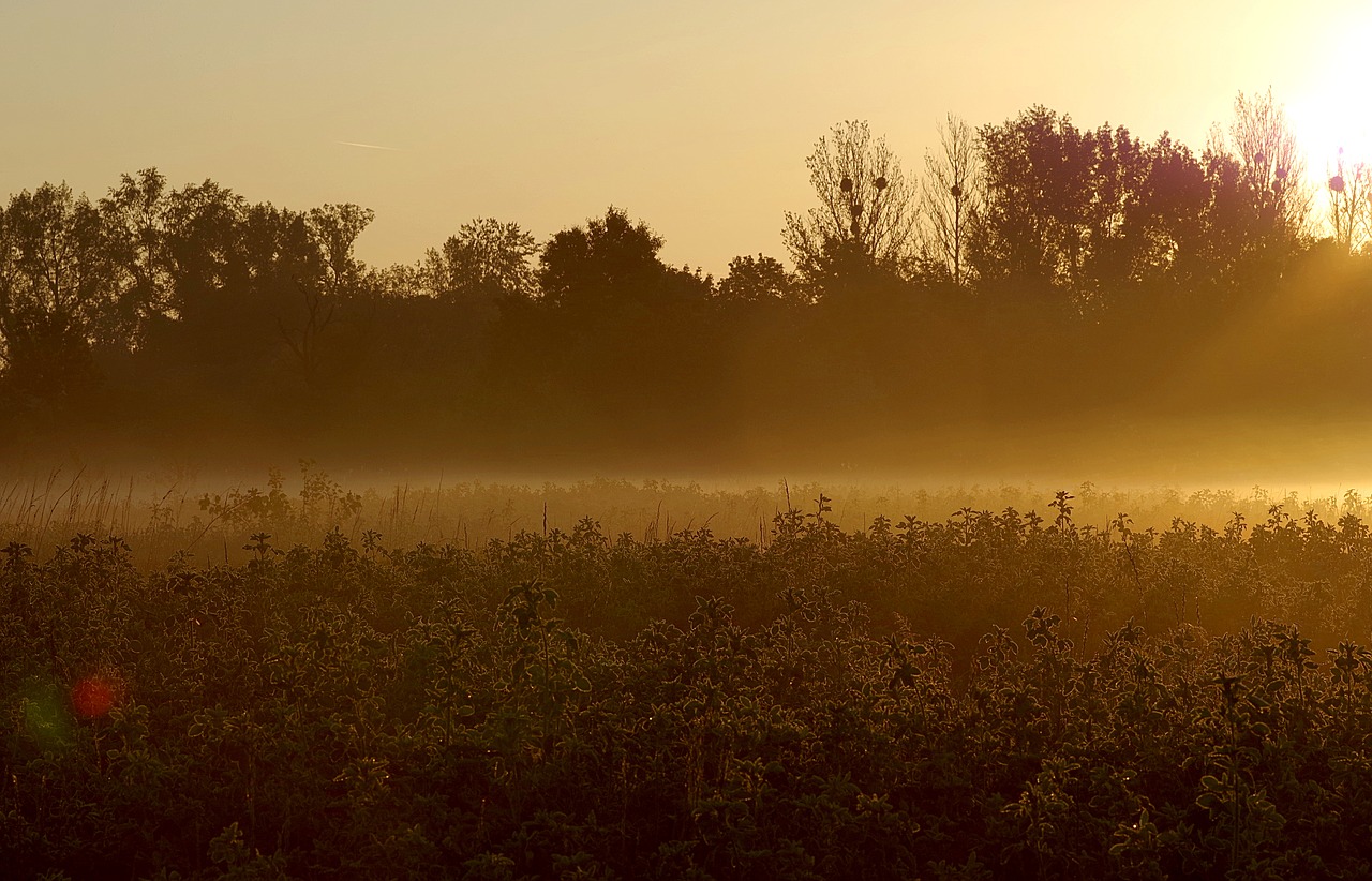 the fog dawn grass free photo