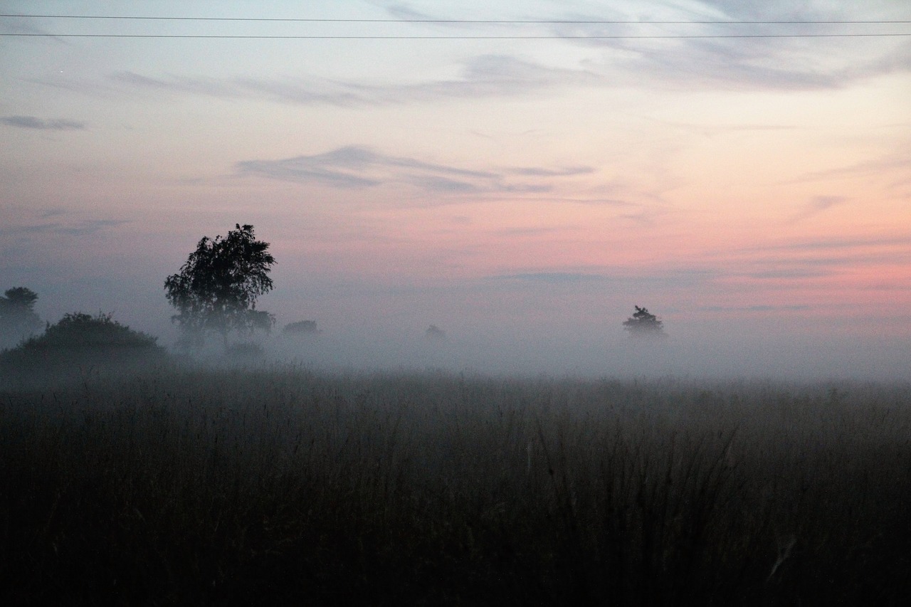 the fog meadow nature free photo