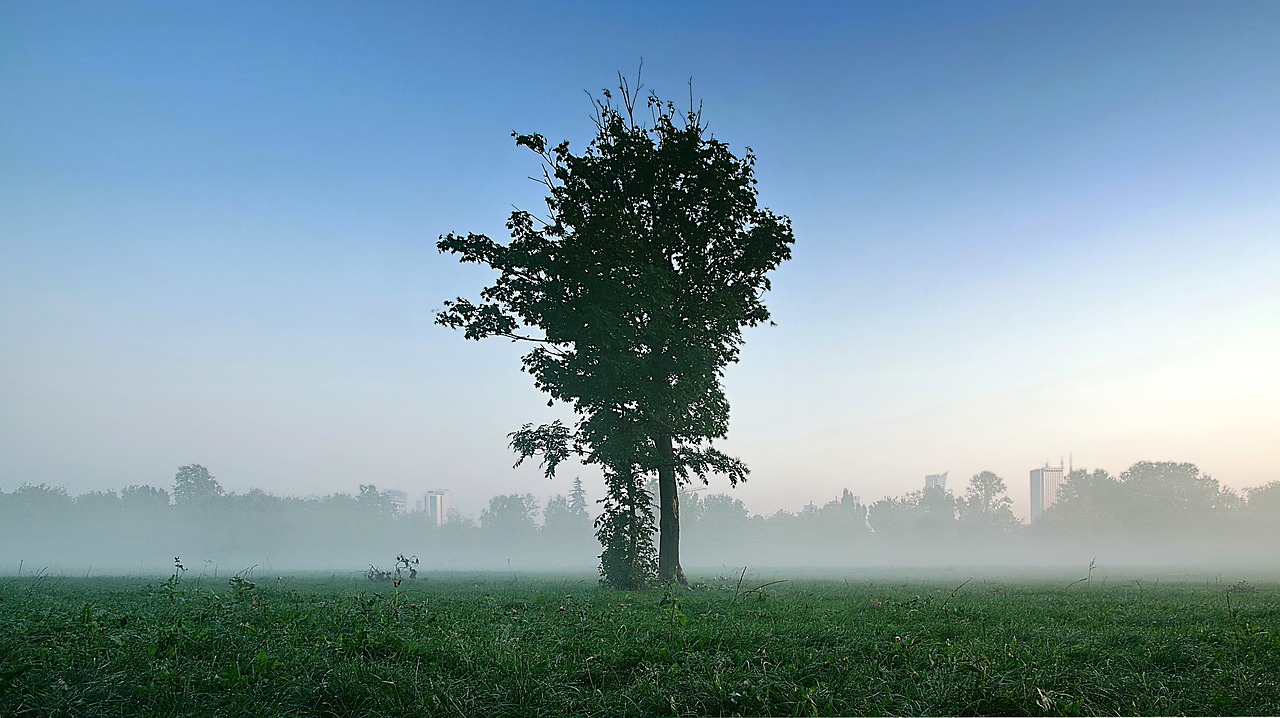 the fog tree lonely free photo