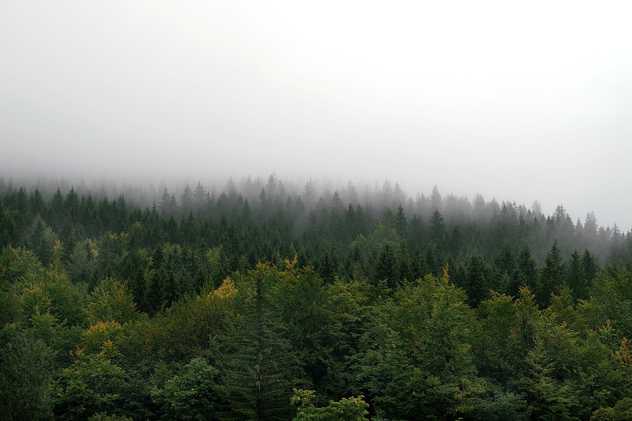 the fog forest mountains free photo