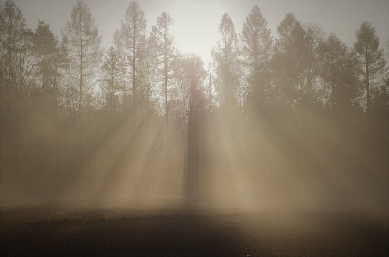 the fog nature the dawn family free photo