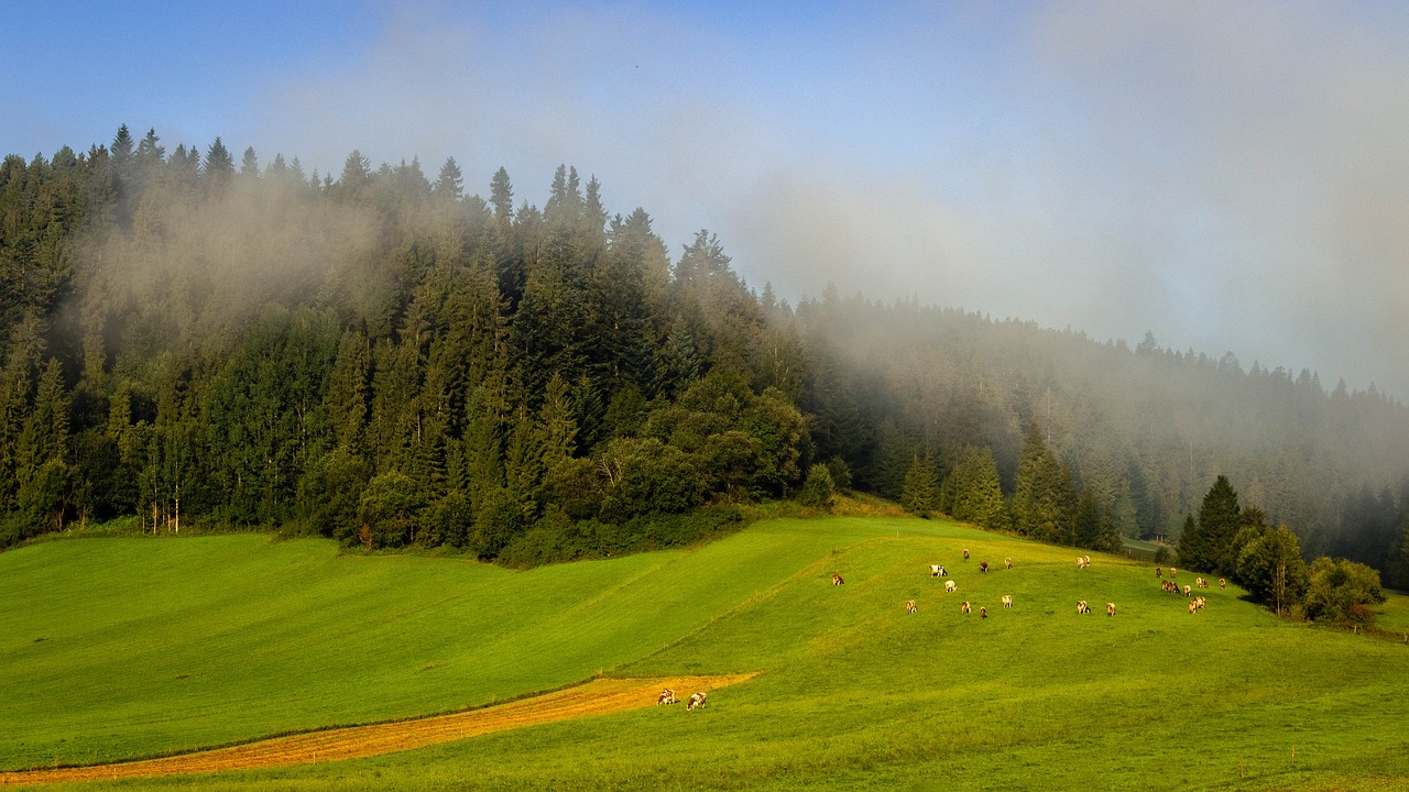the fog  field  landscape free photo