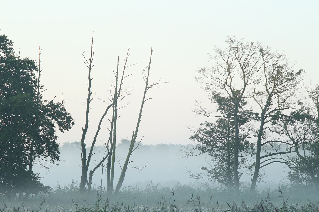 the fog poland morning free photo