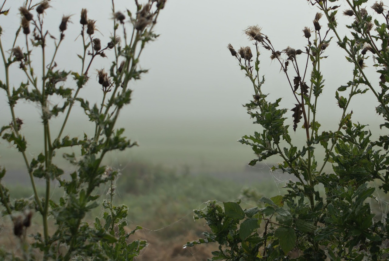 the fog plants morning free photo
