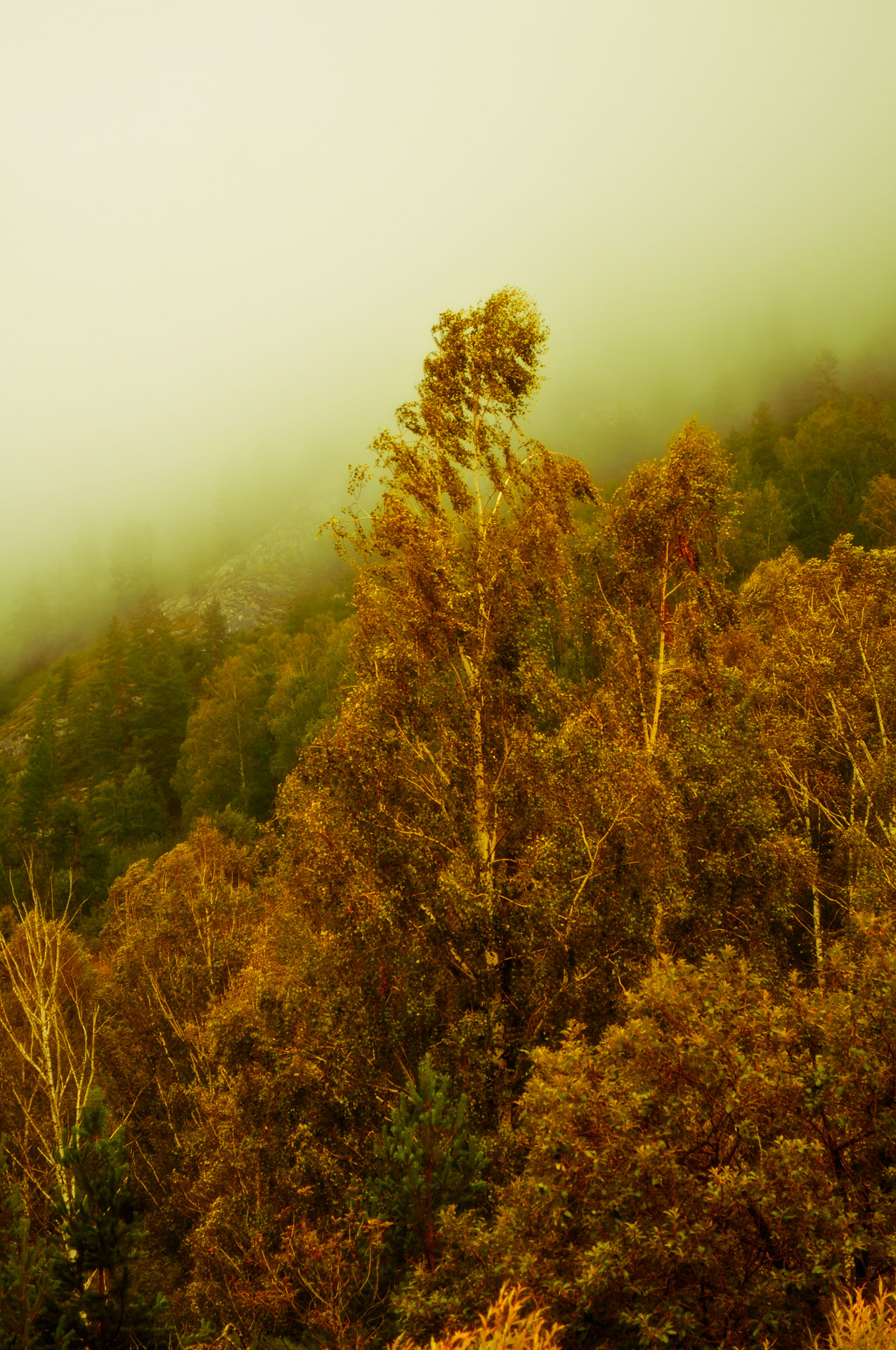 fog forest nature free photo