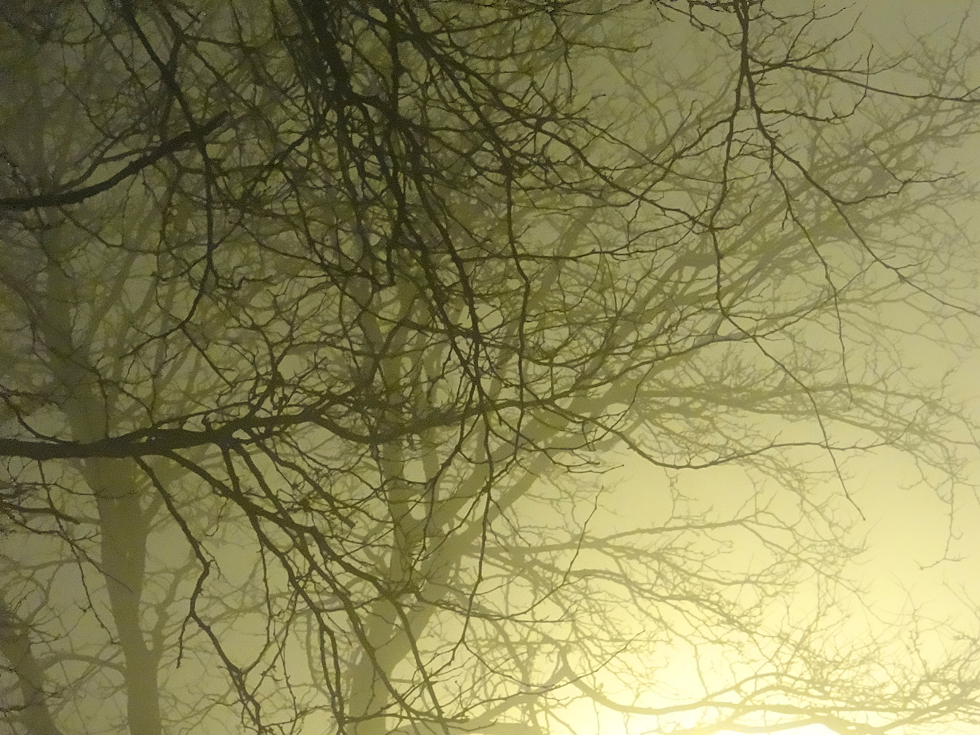fog eerie midwest free photo
