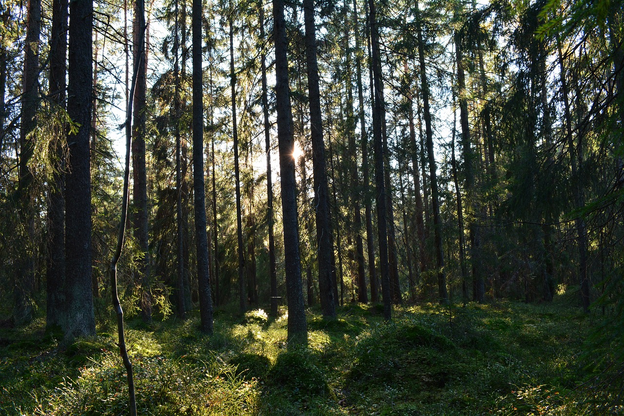 the forest  forest  the nature of the free photo