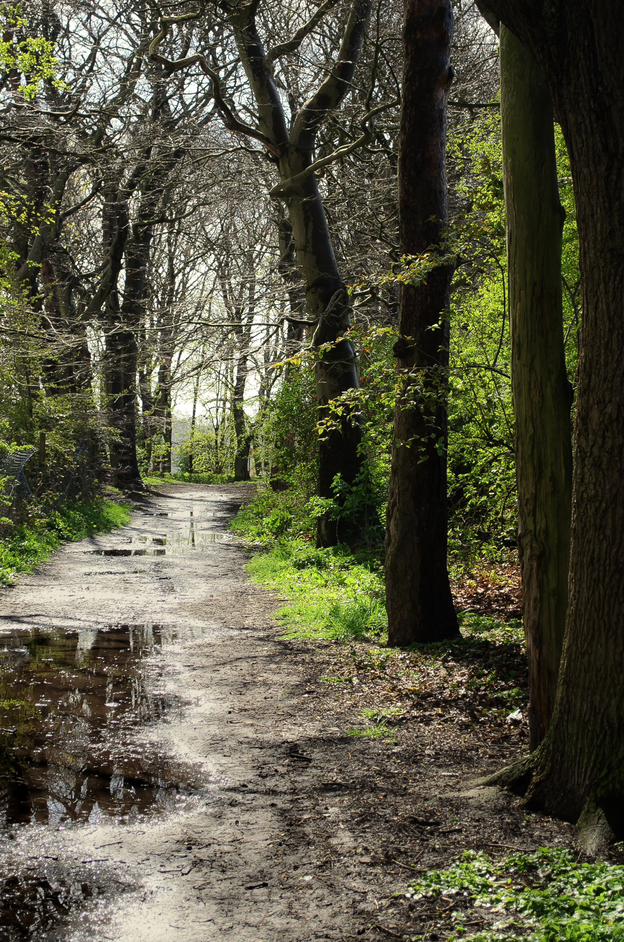 forest rain tree free photo