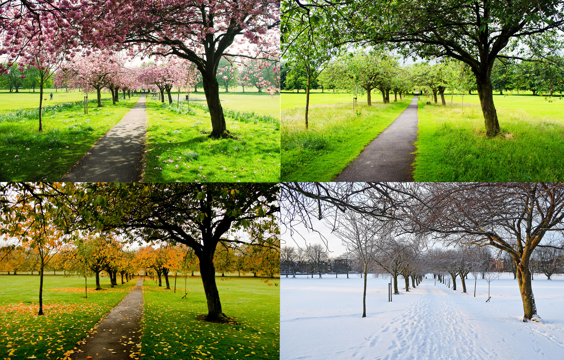 four spring summer free photo
