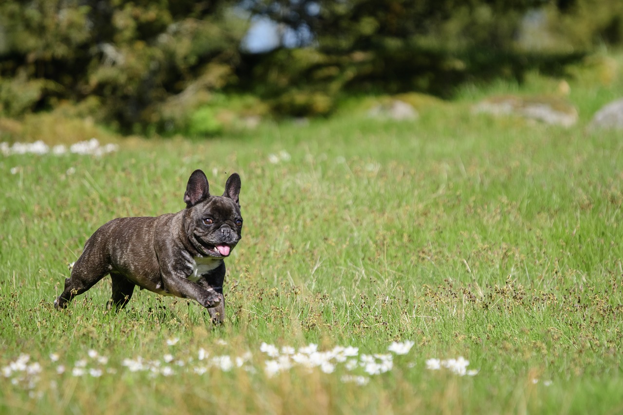 the french bulldog  spring  anemones free photo