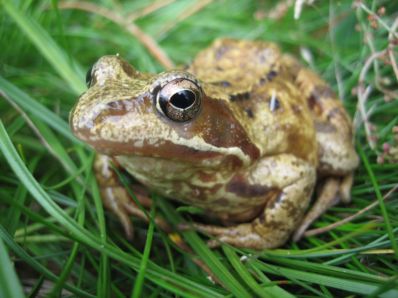 the frog nature amphibian free photo