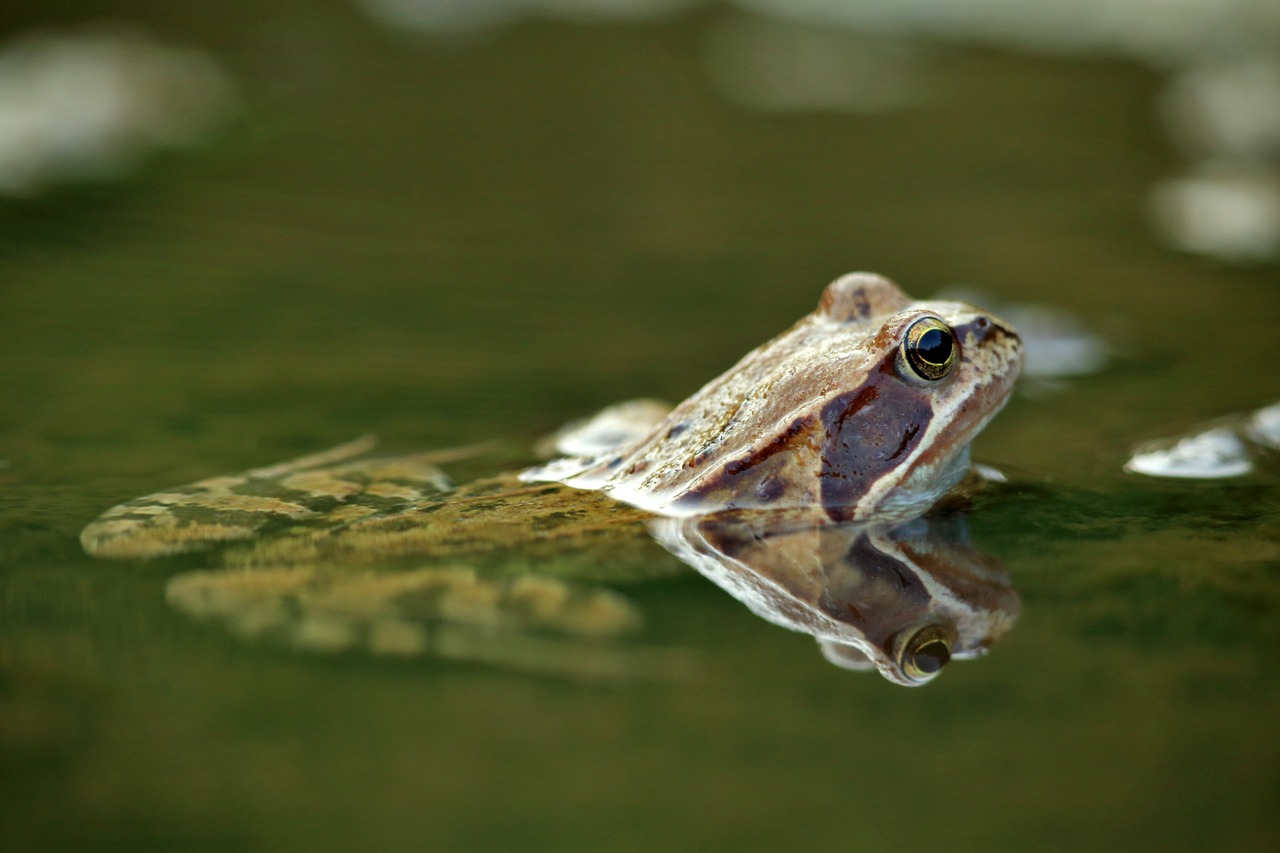 the frog water amphibian free photo