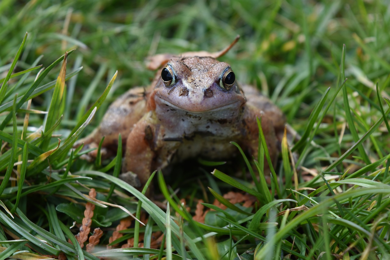 the frog nature amphibian free photo