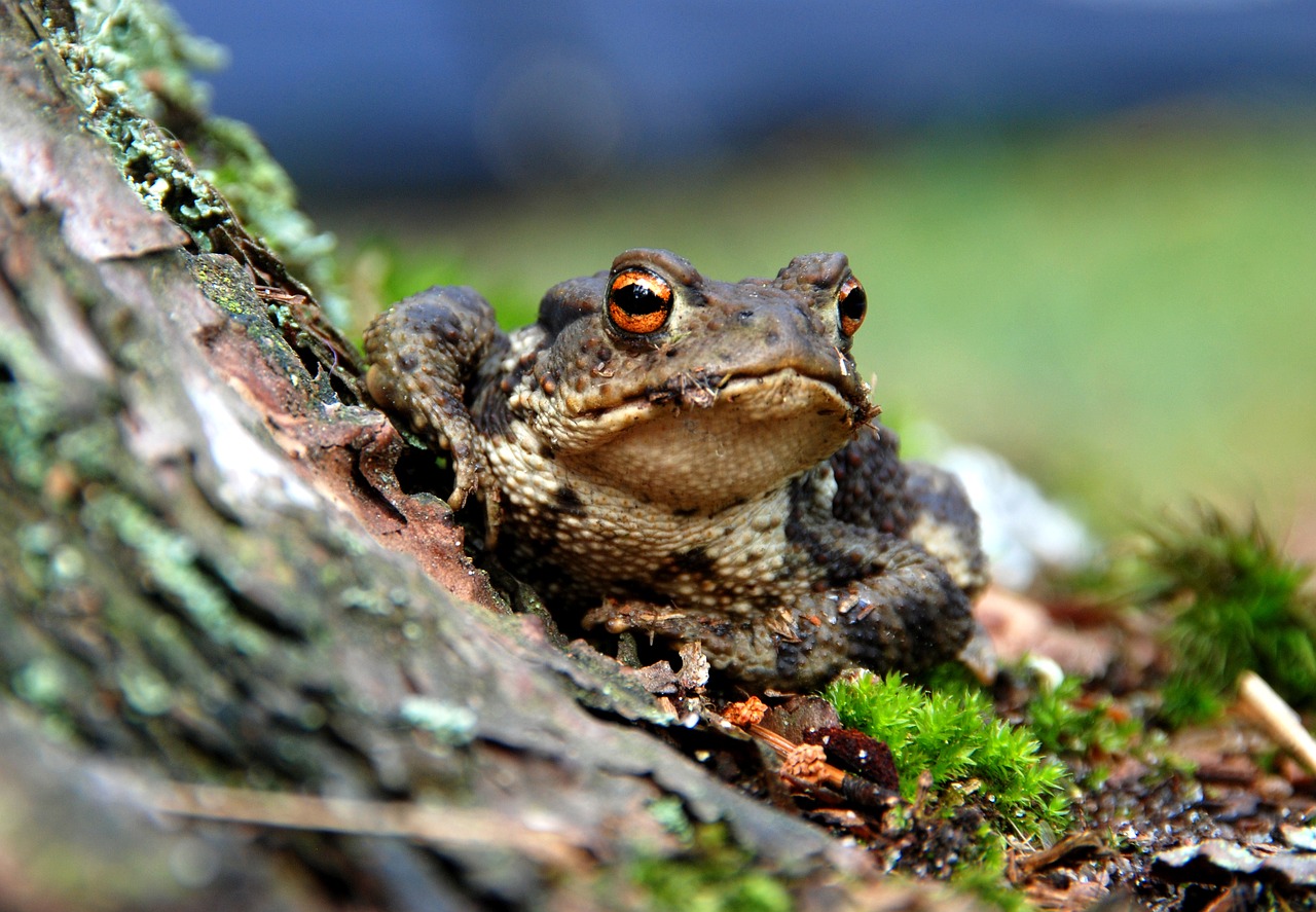 the frog amphibian forest free photo