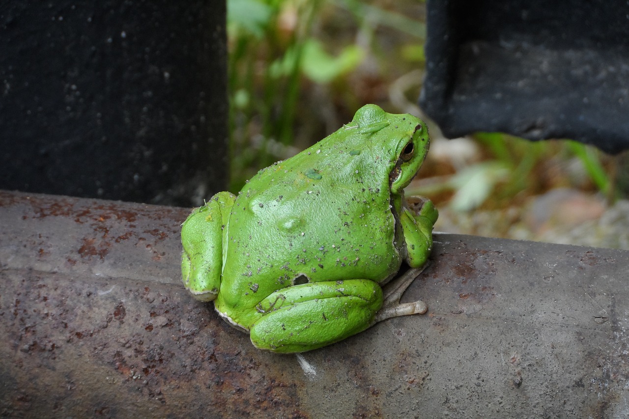 the frog garden nature free photo