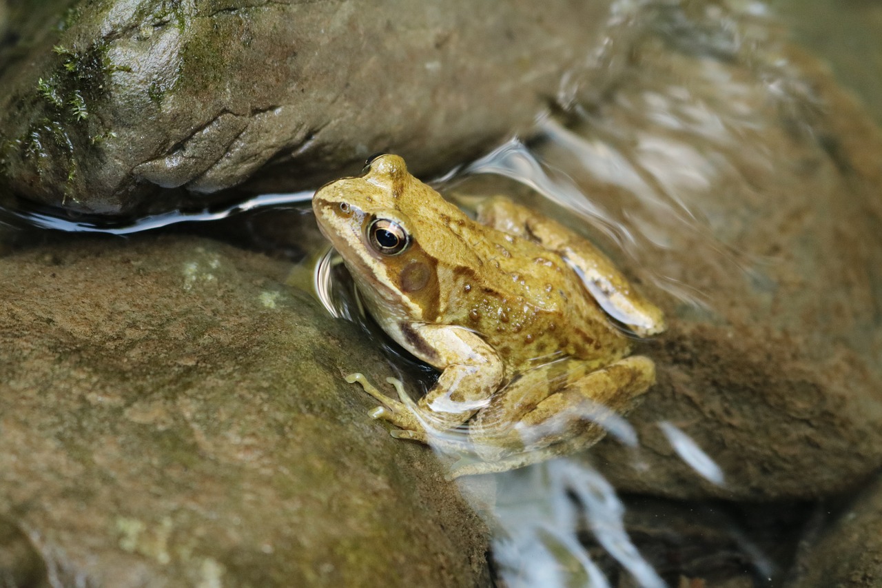 the frog water river free photo