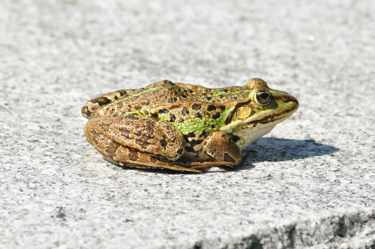 the frog amphibians green free photo