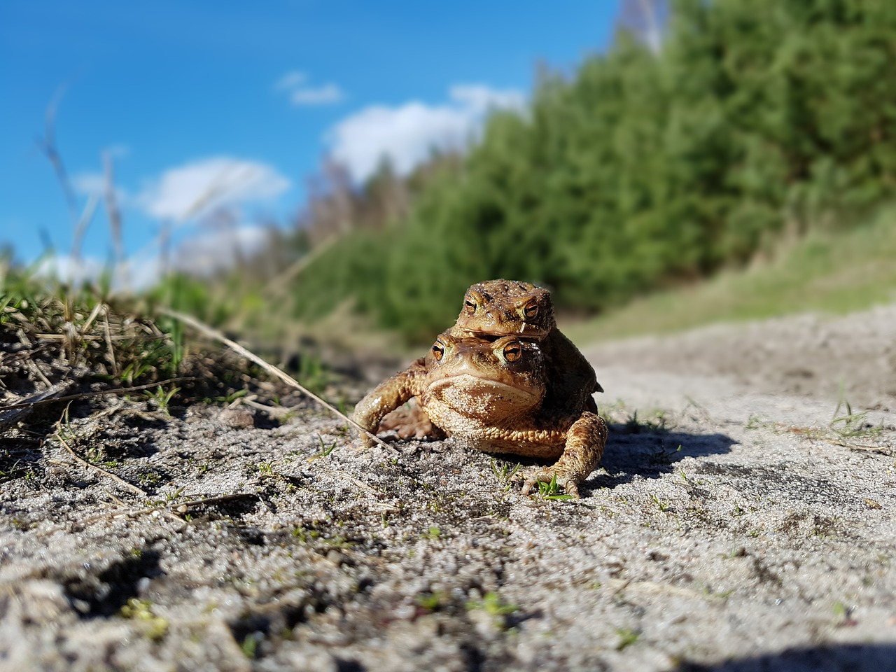 the frog frogs a toad free photo