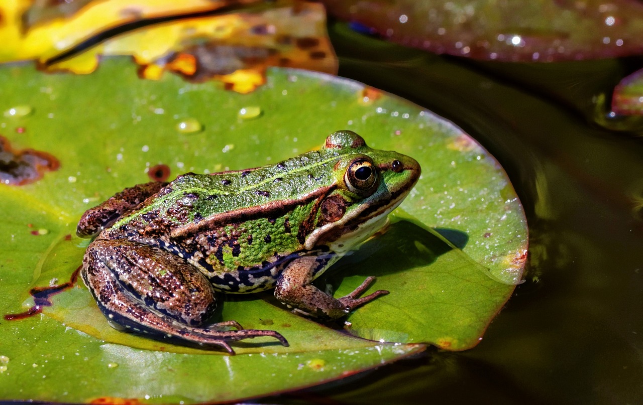 the frog nature animal free photo