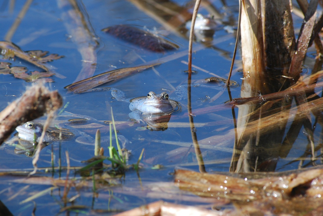 the frog nature pond free photo