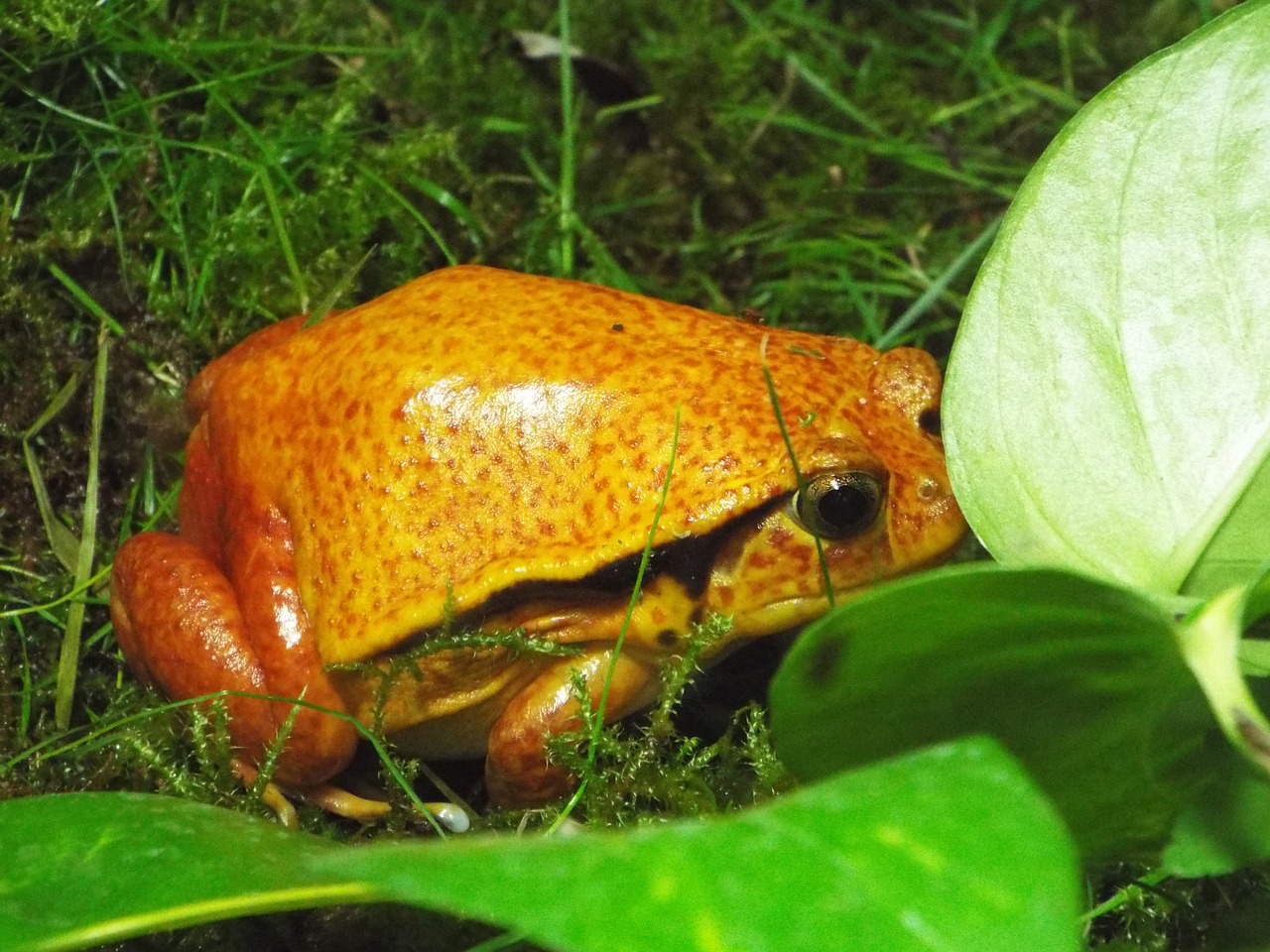 the frog zoo amphibians free photo