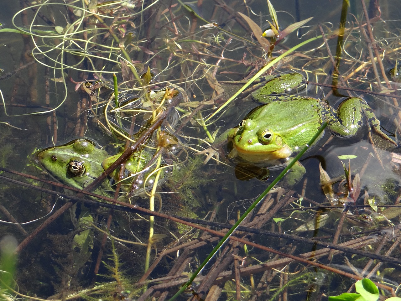 the frog pond green free photo