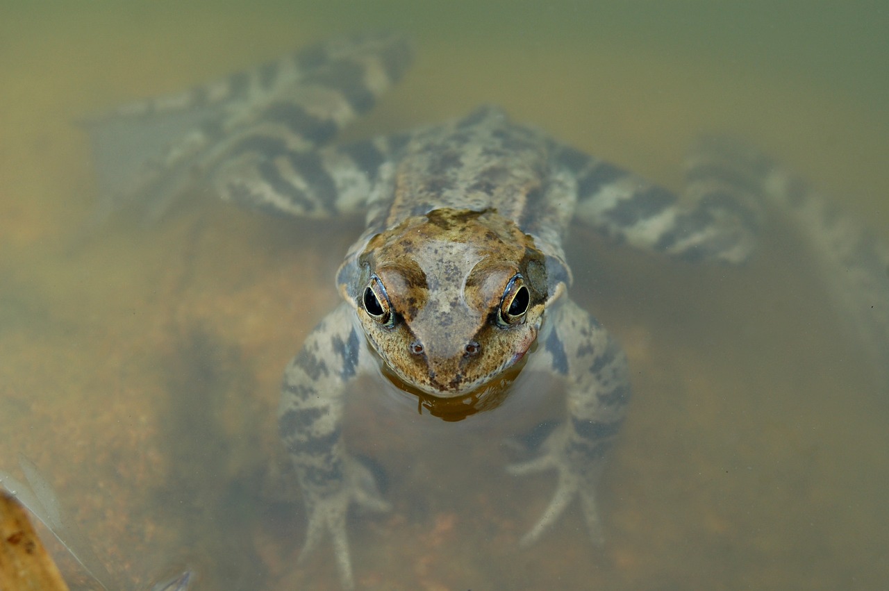 the frog  amphibian  nature free photo