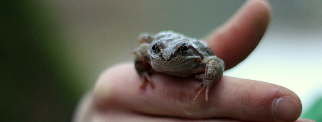 the frog  a toad free pictures free photo