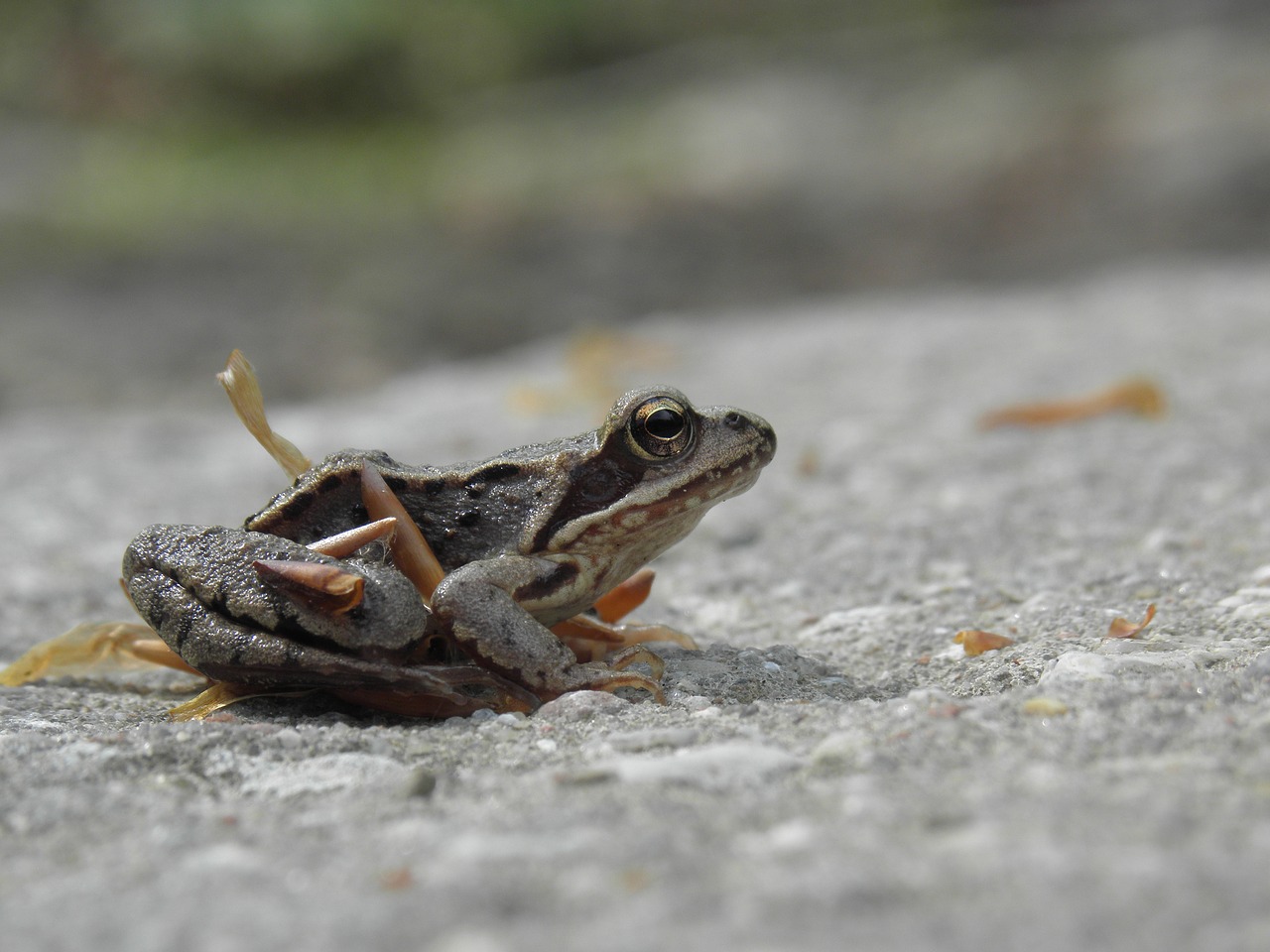 the frog  forest  amphibians free photo